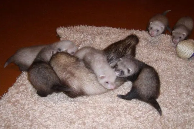 Ferrets at home: pros and cons