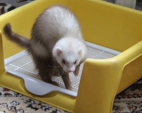 Ferrets at home: pros and cons