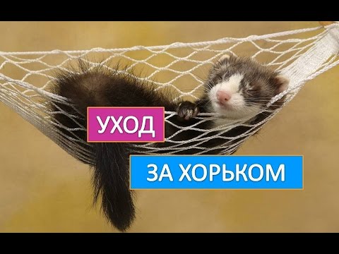 Ferrets at home: pros and cons