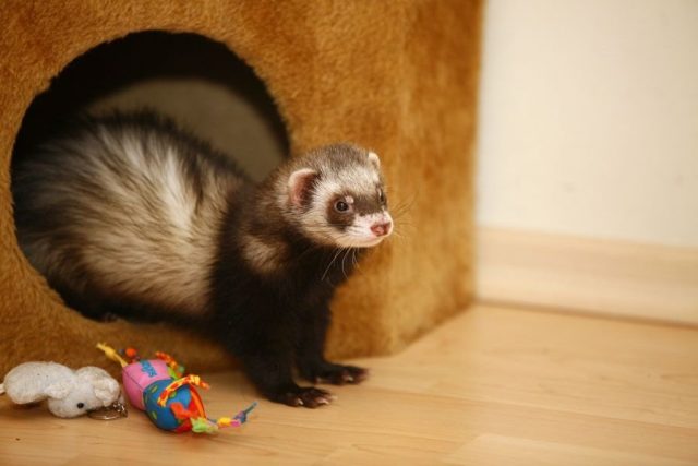 Ferrets at home: pros and cons