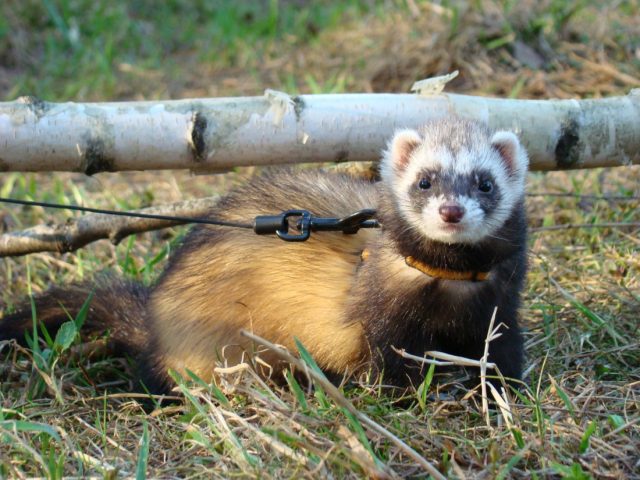 Ferrets at home: pros and cons