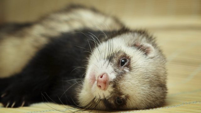 Ferrets at home: pros and cons