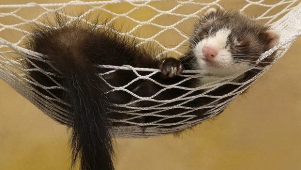 Ferrets at home: pros and cons