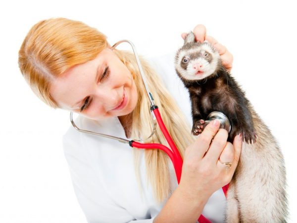 Ferrets at home: pros and cons