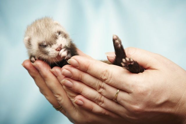 Ferrets at home: pros and cons