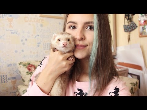 Ferrets at home: pros and cons