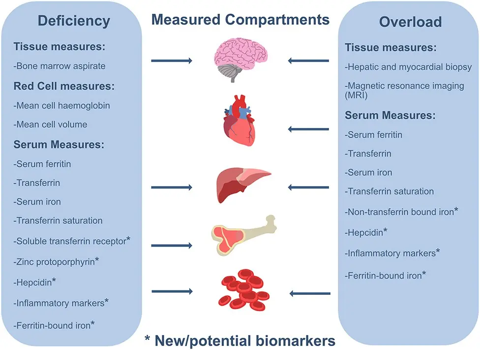 Ferritin &#8211; role, deficiency, testing of ferritin levels [EXPLAINED]