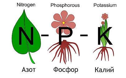 Fertik fertilizer: composition, application