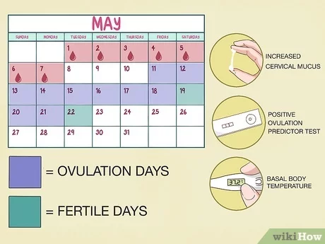 Fertile days calendar. How to calculate fertile and infertile days?