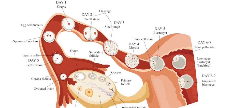 Fertilization &#8211; symptoms, course, when is it possible?