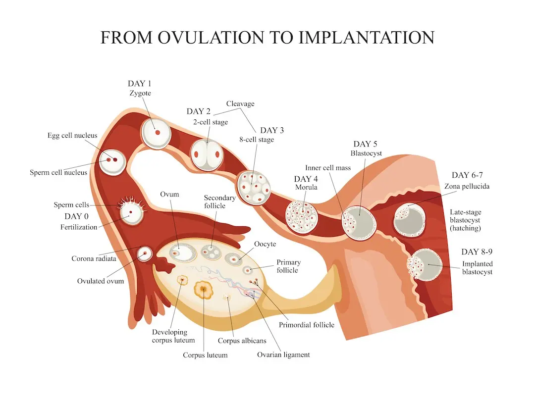 Fertilization &#8211; symptoms, course, when is it possible?