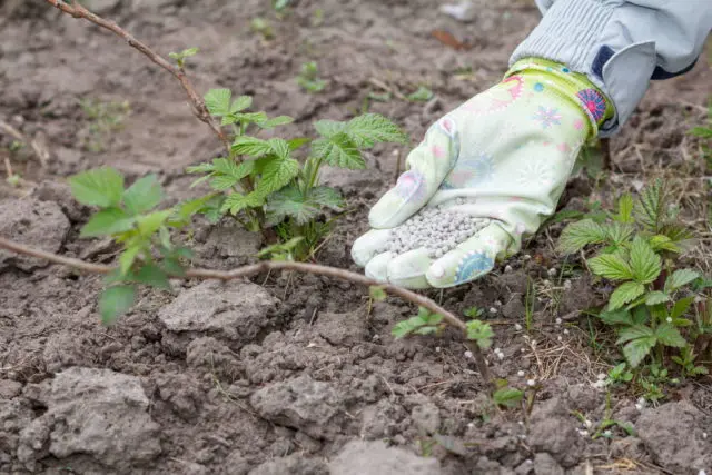 Fertilizer Ammofosk: composition, instructions for use in the garden in spring and autumn