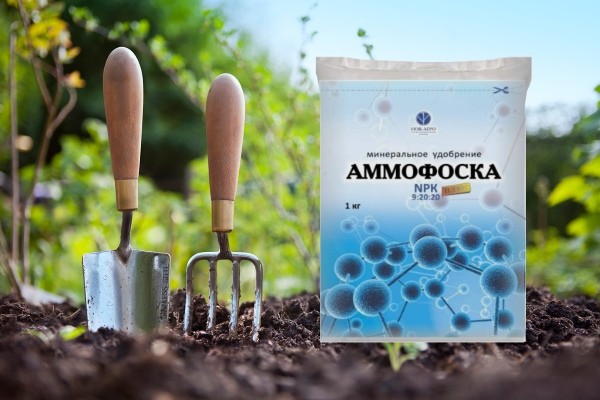 Fertilizer Ammofosk: composition, instructions for use in the garden in spring and autumn