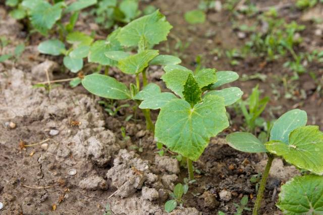 Fertilizer for cucumbers Rodnichok: instructions