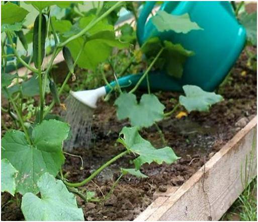 Fertilizer for cucumbers Rodnichok: instructions