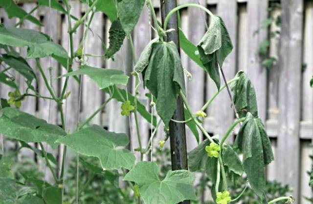 Fertilizer for cucumbers Rodnichok: instructions