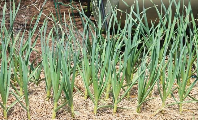 fertilizer for garlic