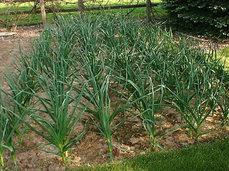 fertilizer for garlic