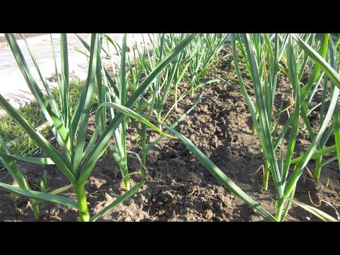 fertilizer for garlic