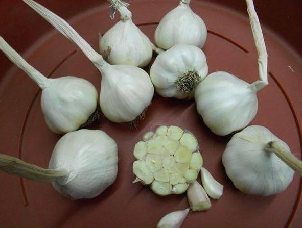 fertilizer for garlic