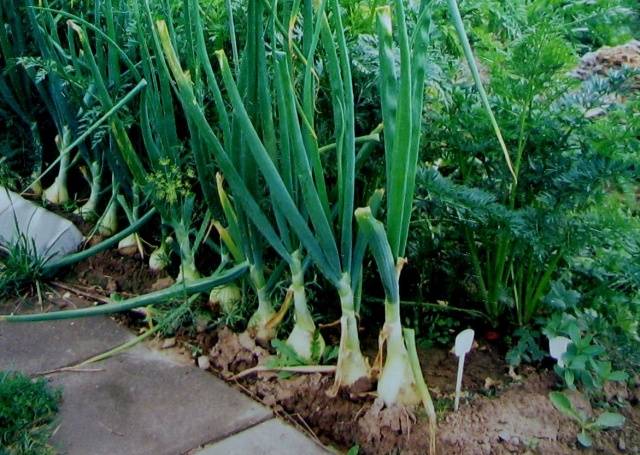 Fertilizer for onions