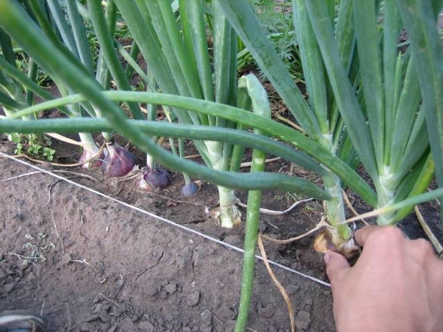 Fertilizer for onions