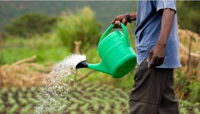 Fertilizer for onions