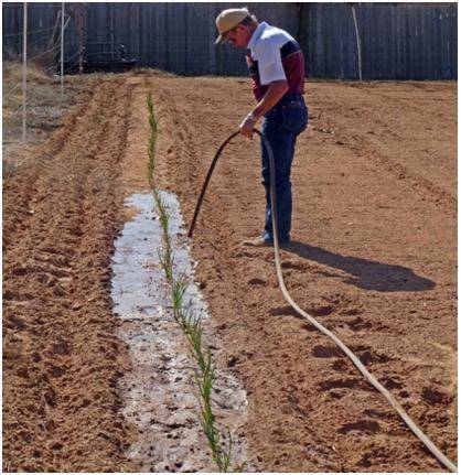 Fertilizer for onions