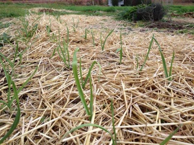 Fertilizer for onions