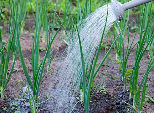 Fertilizer for onions