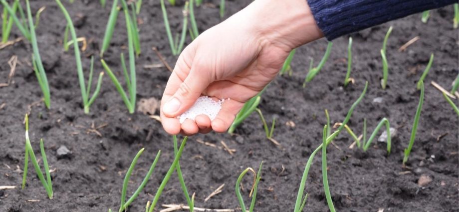 Fertilizer for onions