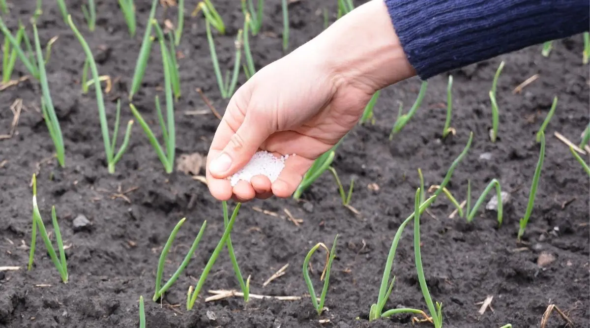 Fertilizer for onions