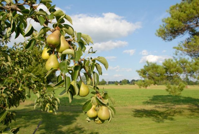 Fertilizer for pears