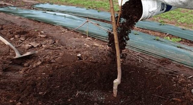 Fertilizer for pears