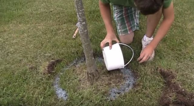 Fertilizer for pears