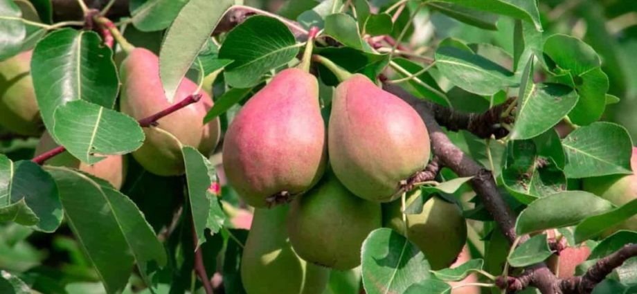 Fertilizer for pears