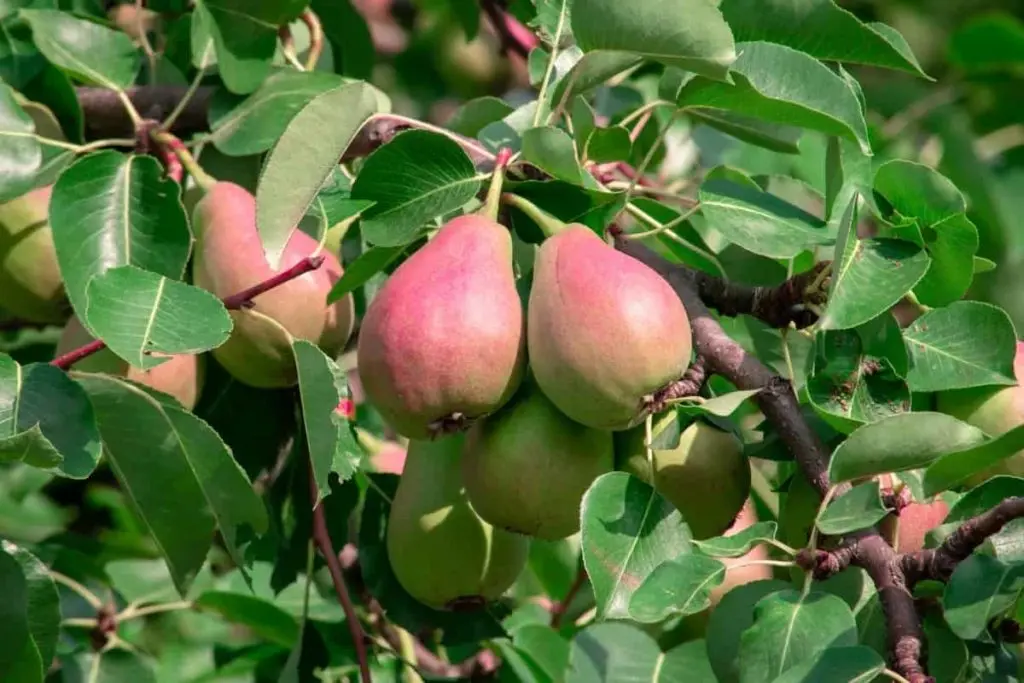 Fertilizer for pears