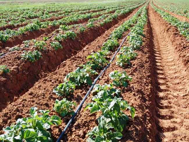 Fertilizer for potatoes when planting: the choice of preparations