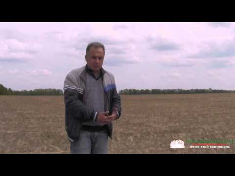 Fertilizer for potatoes when planting: the choice of preparations