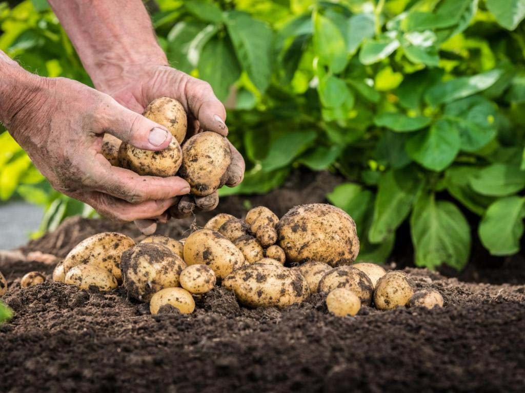 Fertilizer for potatoes when planting: the choice of preparations