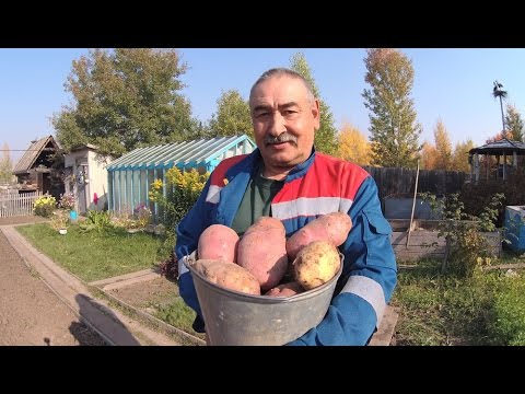 Fertilizer for potatoes when planting: the choice of preparations