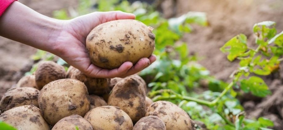 Fertilizer for potatoes when planting: the choice of preparations