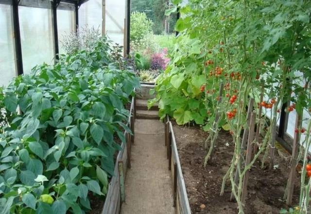 Fertilizer for seedlings of tomatoes and peppers 