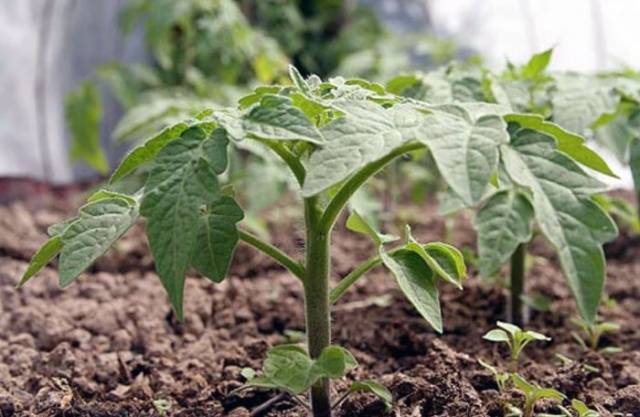 Fertilizer for seedlings of tomatoes and peppers 