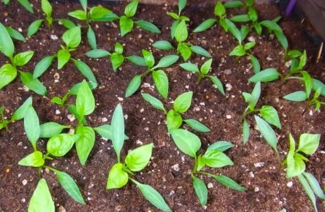 Fertilizer for seedlings of tomatoes and peppers 