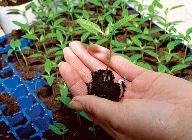 Fertilizer for seedlings of tomatoes and peppers 