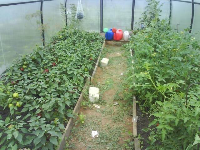 Fertilizer for seedlings of tomatoes and peppers 