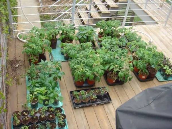 Fertilizer for seedlings of tomatoes and peppers 