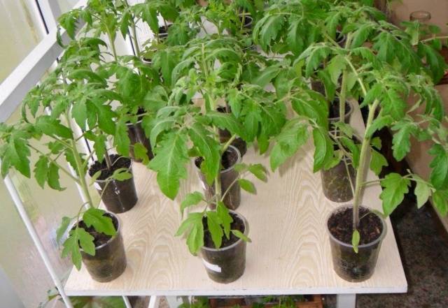 Fertilizer for seedlings of tomatoes and peppers 