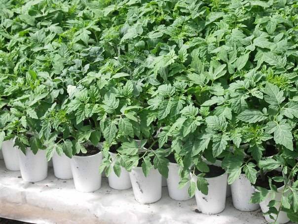 Fertilizer for seedlings of tomatoes and peppers 